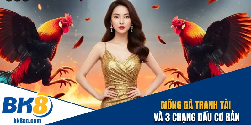 Giống gà tranh tài và 3 chạng đấu