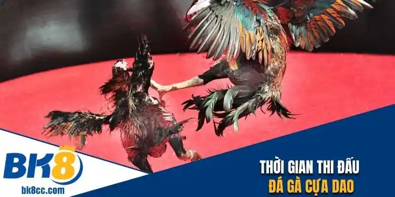 Thời gian diễn ra của trận đá gà cựa dao tại nhà cái